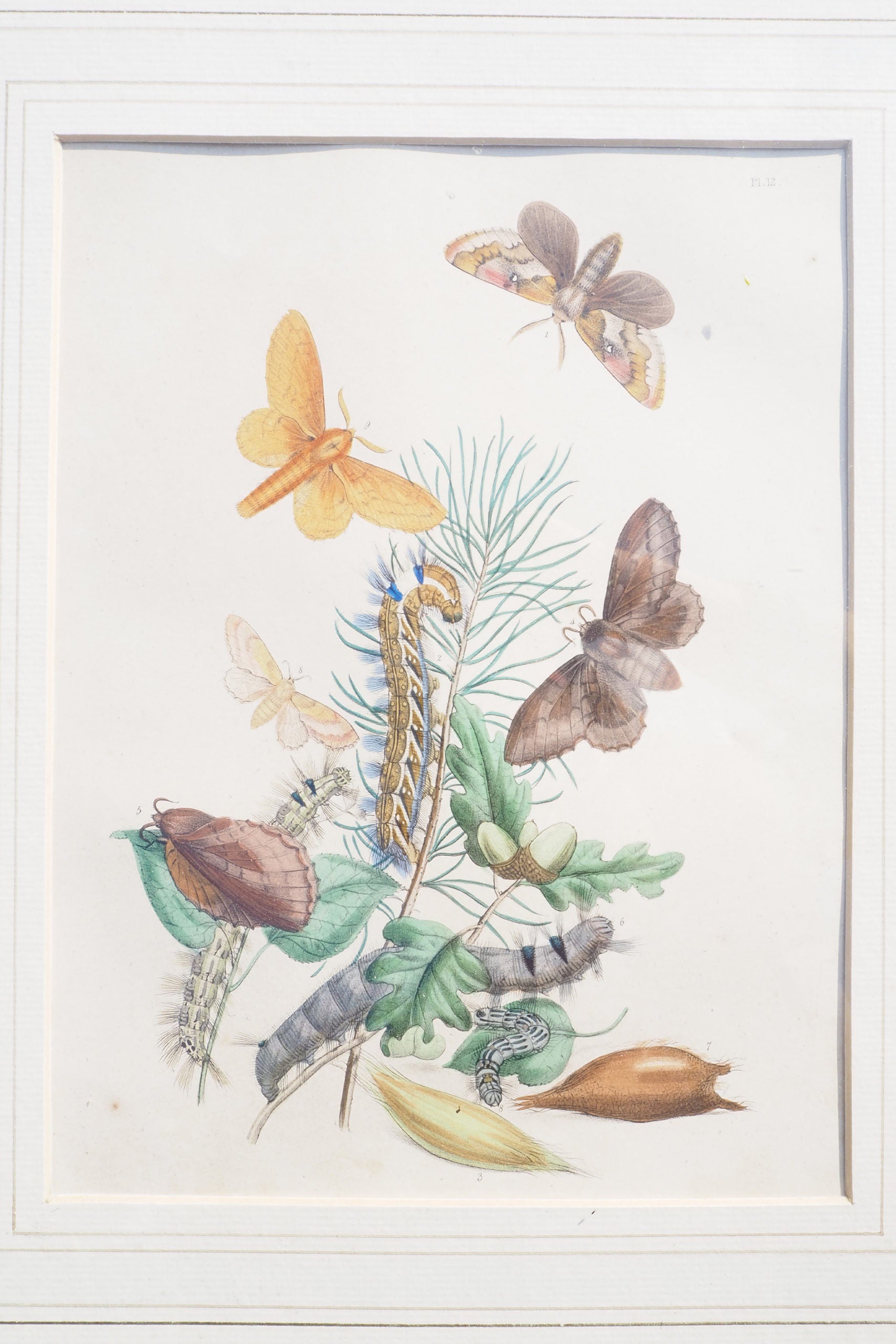 Antique Moths Framed Illustration