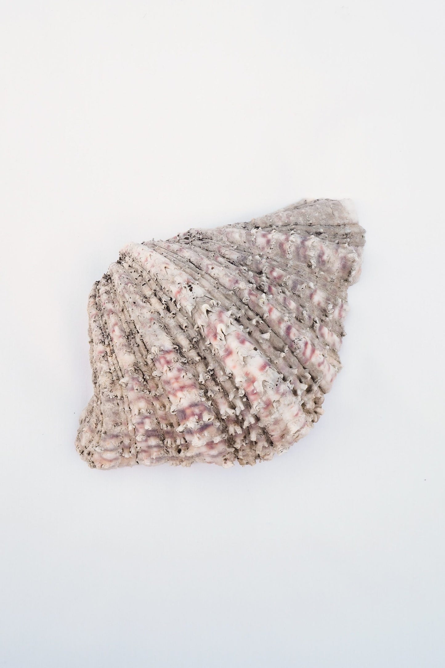 Extra Large Vintage Shell