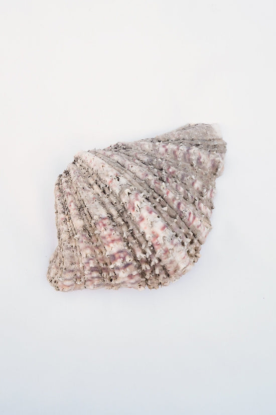 Extra Large Vintage Shell