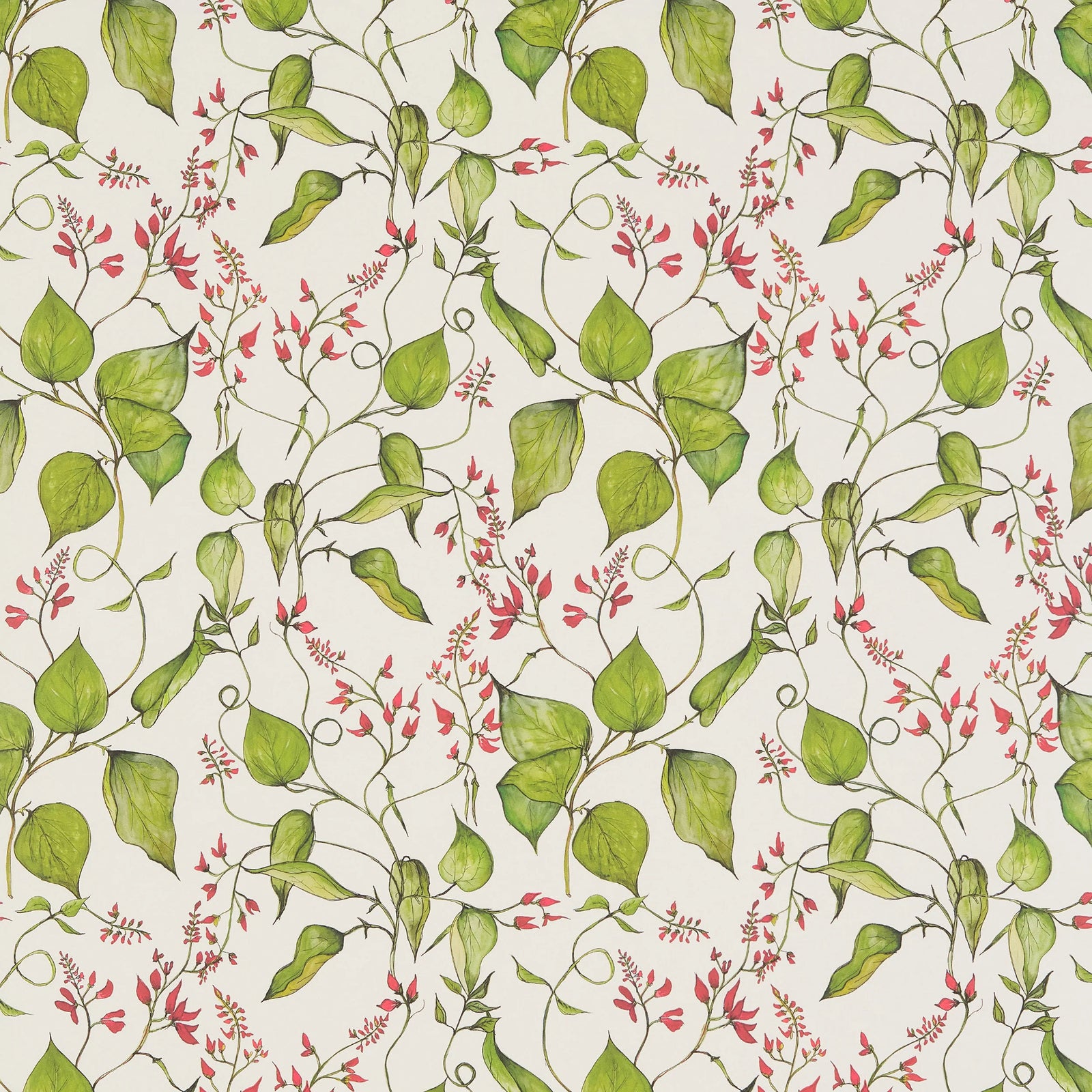 Runner Bean Flower Wallpaper