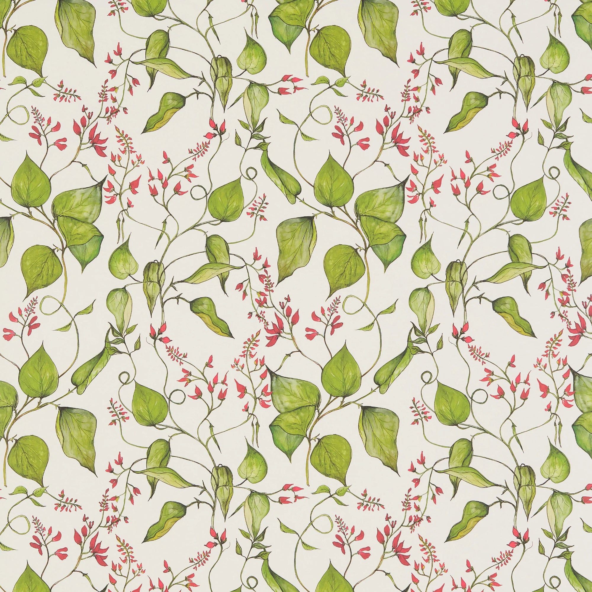 Runner Bean Flower Wallpaper