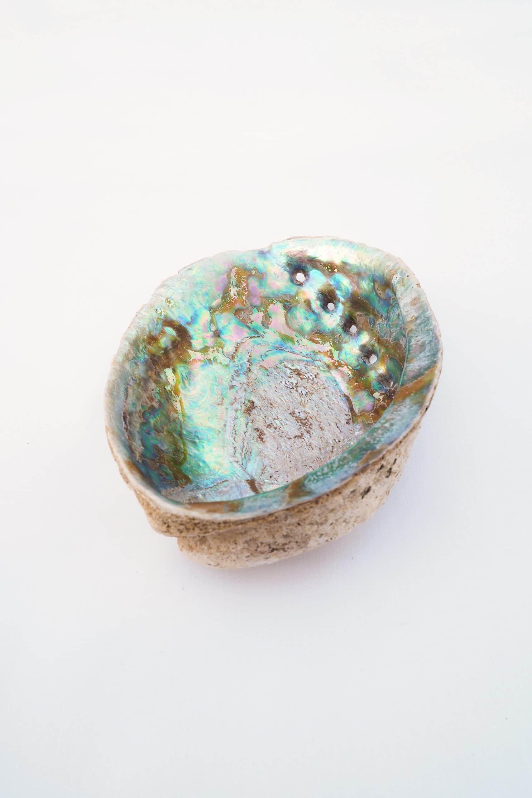 Large Vintage Shell