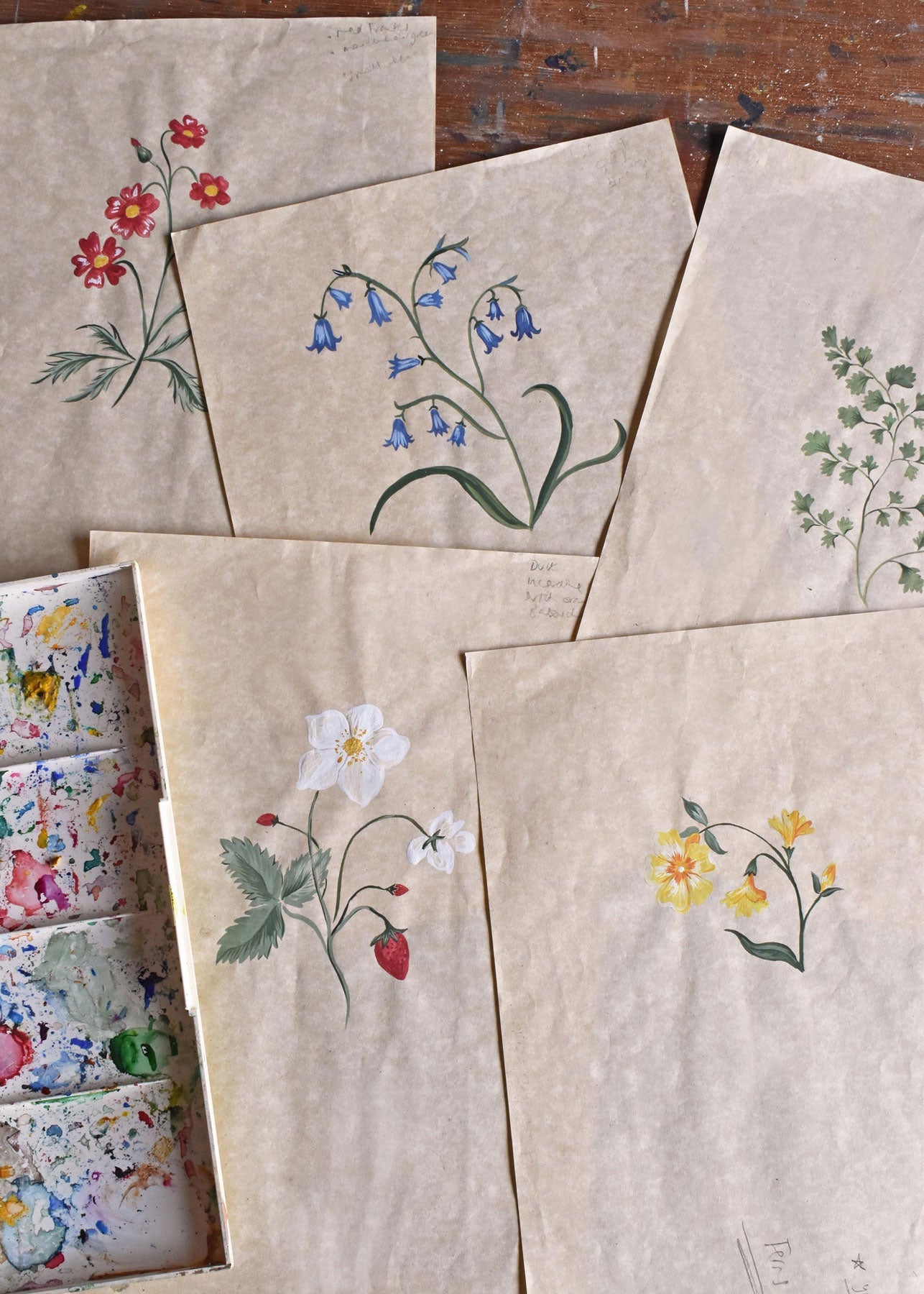 Herbarium Wildflower Wallpaper - Blush