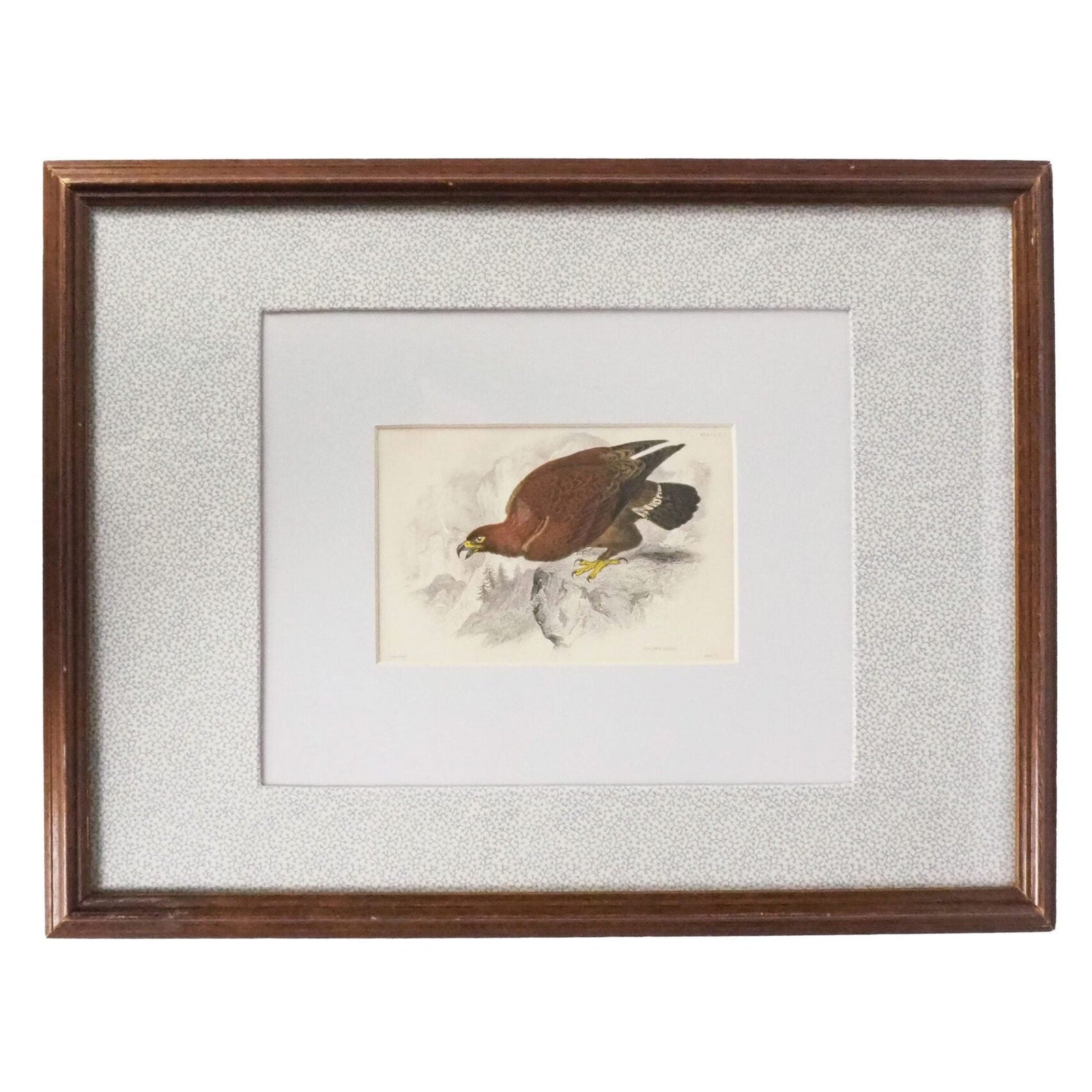 Framed Antique Eagle Print