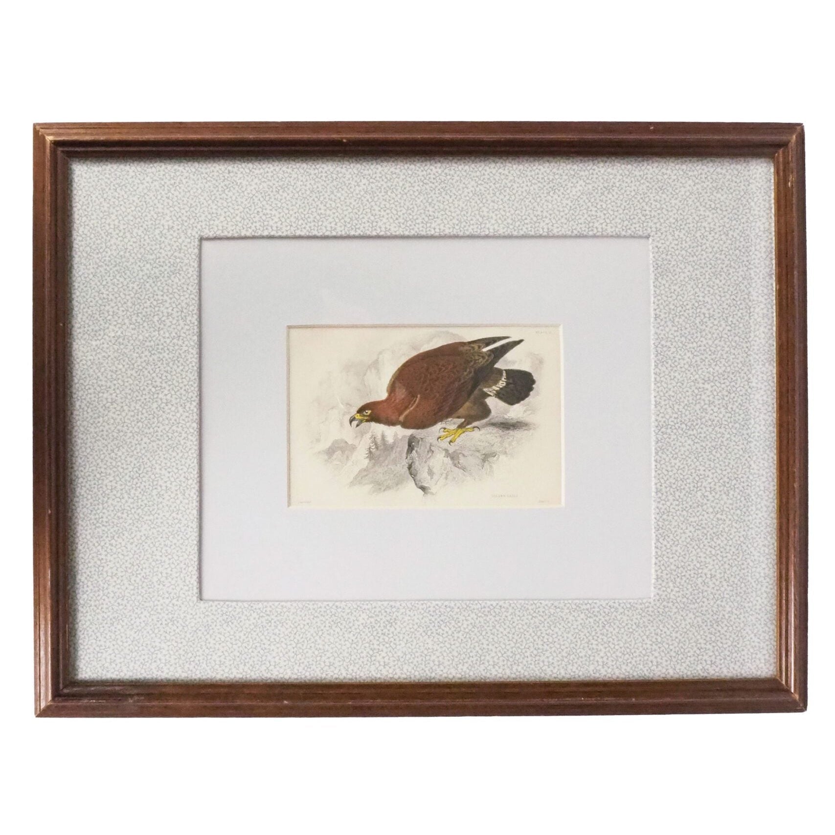 Framed Antique Eagle Print