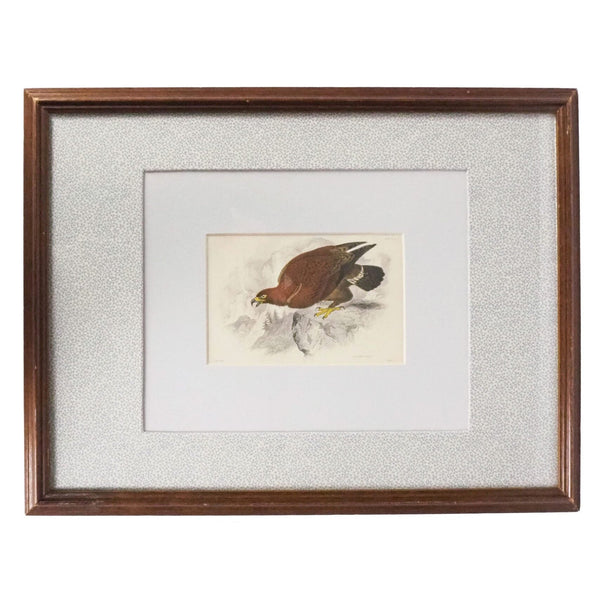 Framed Antique Eagle Print