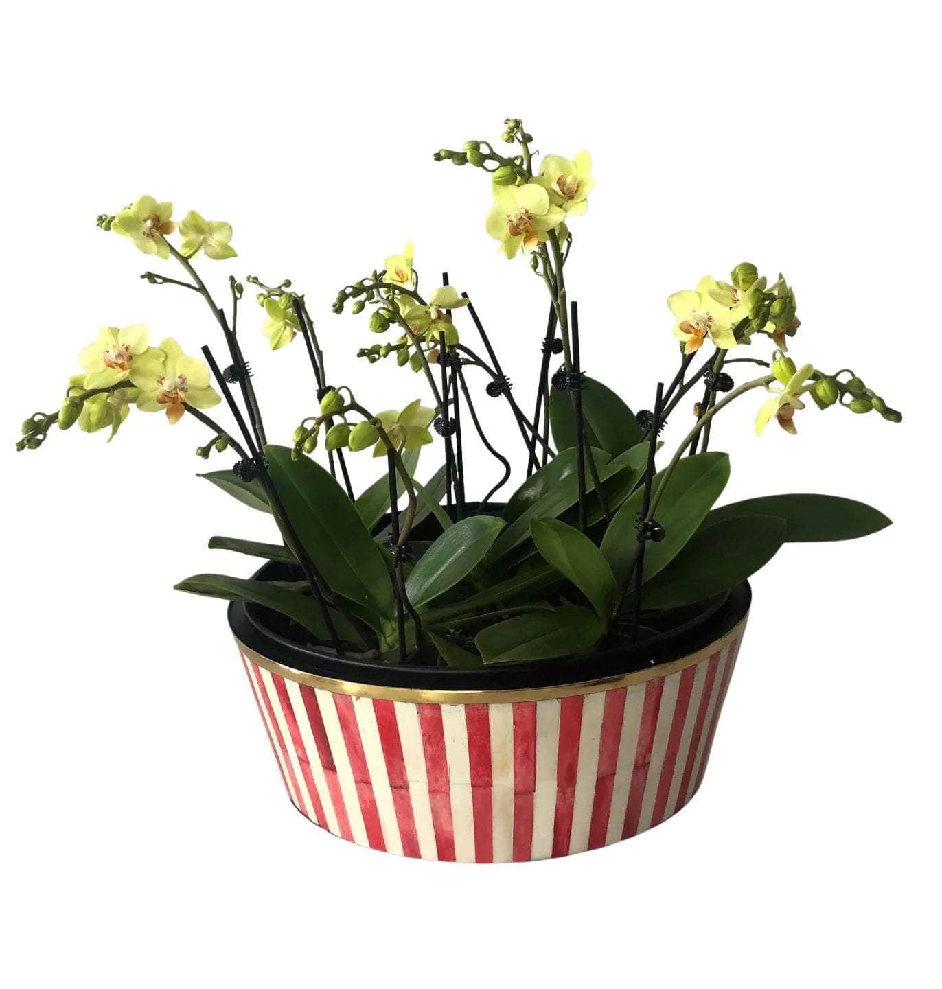 Round Inlay Planter | Large | Ruby Red | Striped