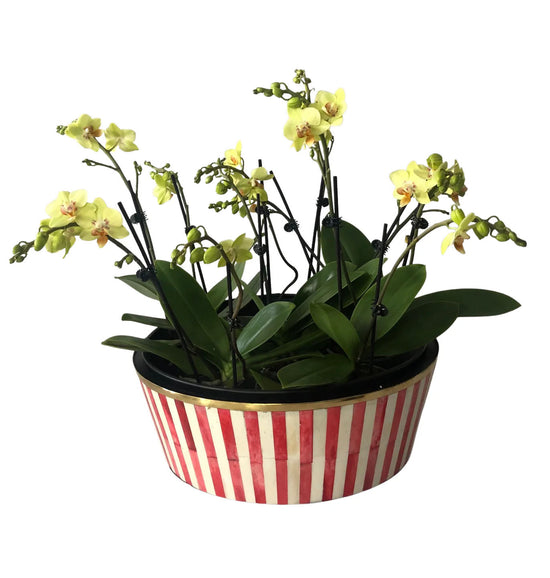 Round Inlay Planter | Large | Ruby Red | Striped