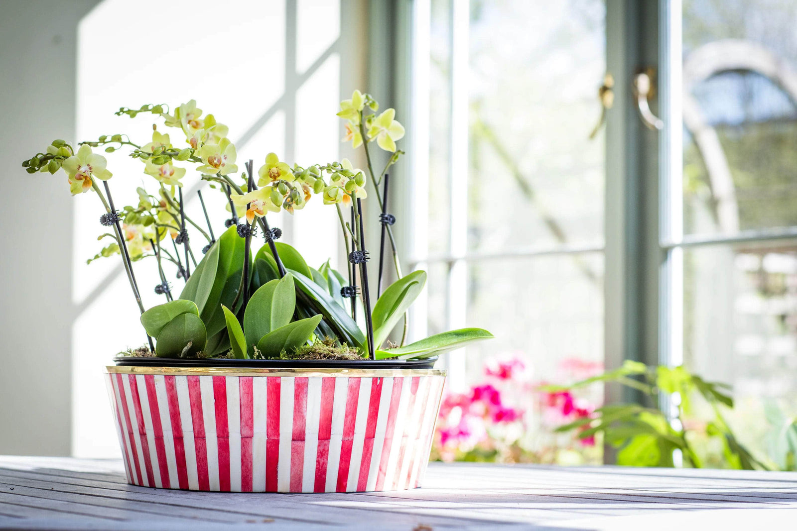 Round Inlay Planter | Large | Ruby Red | Striped