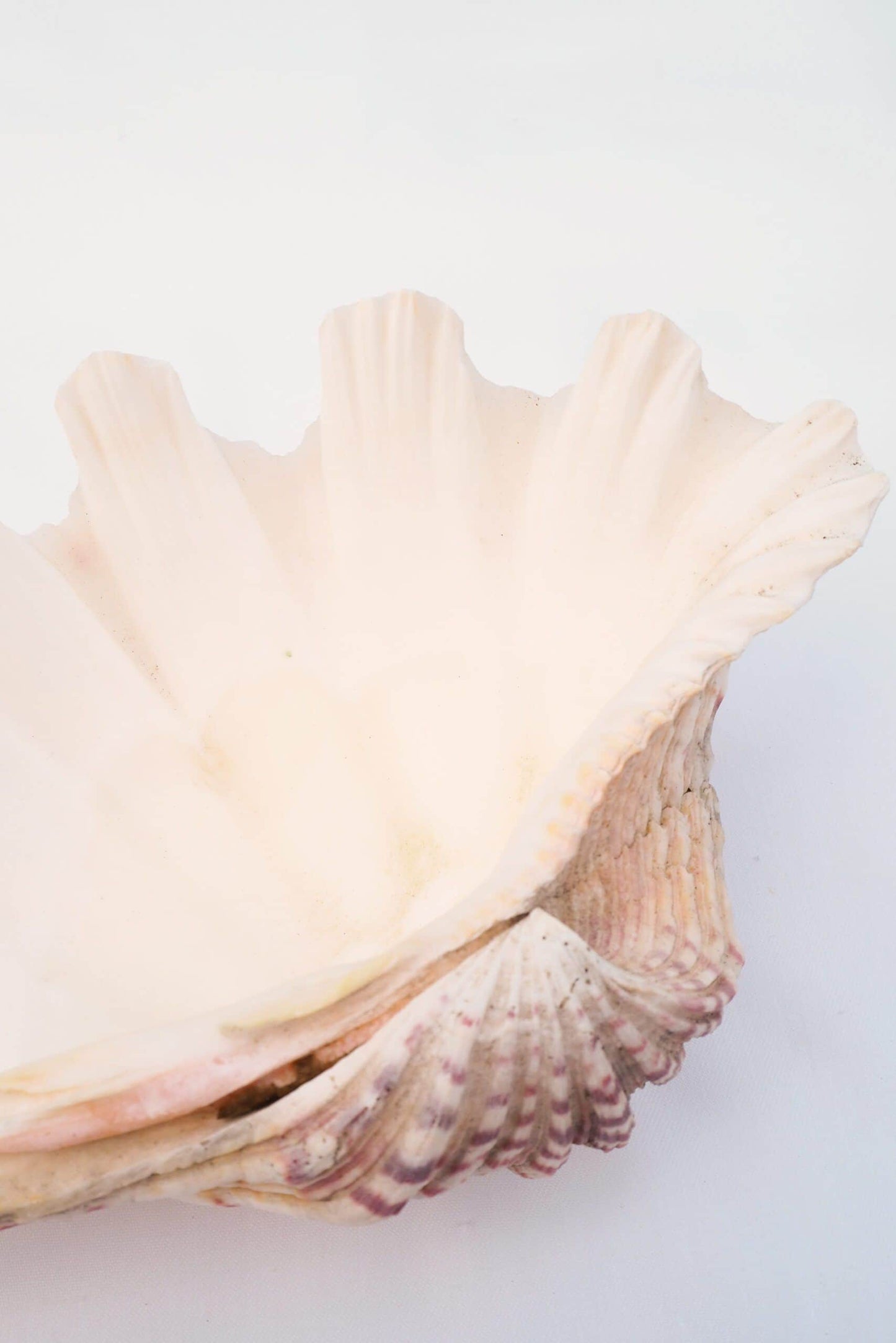 Extra Large Vintage Shell