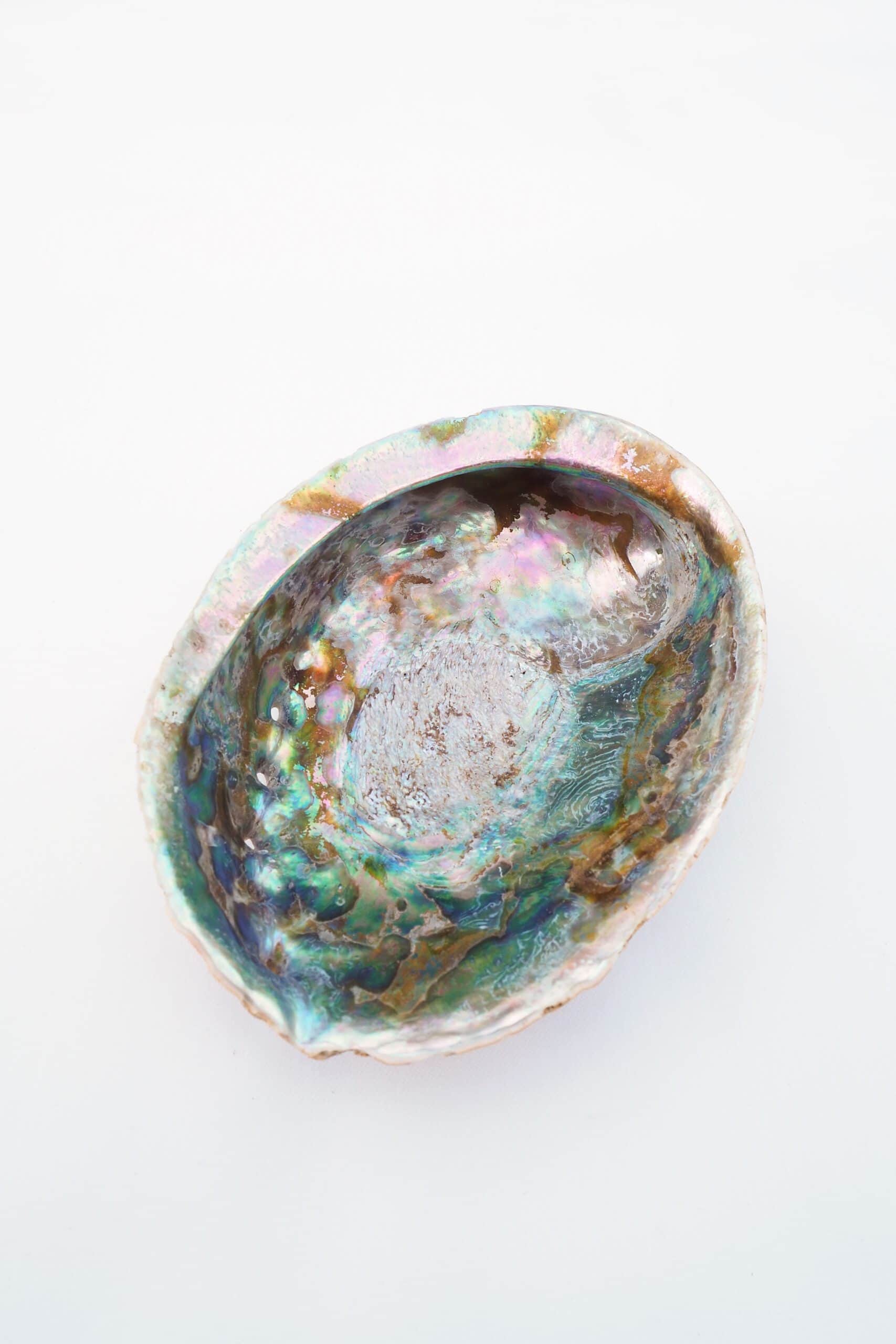 Large Vintage Shell