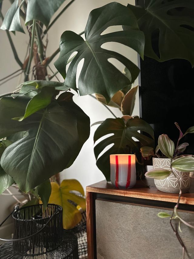 Atina Candle | Tomato & Mint Leaf