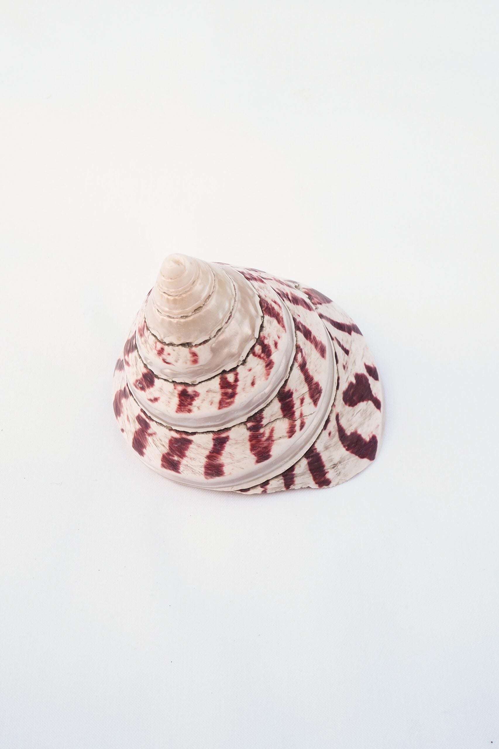 Large Vintage Shell