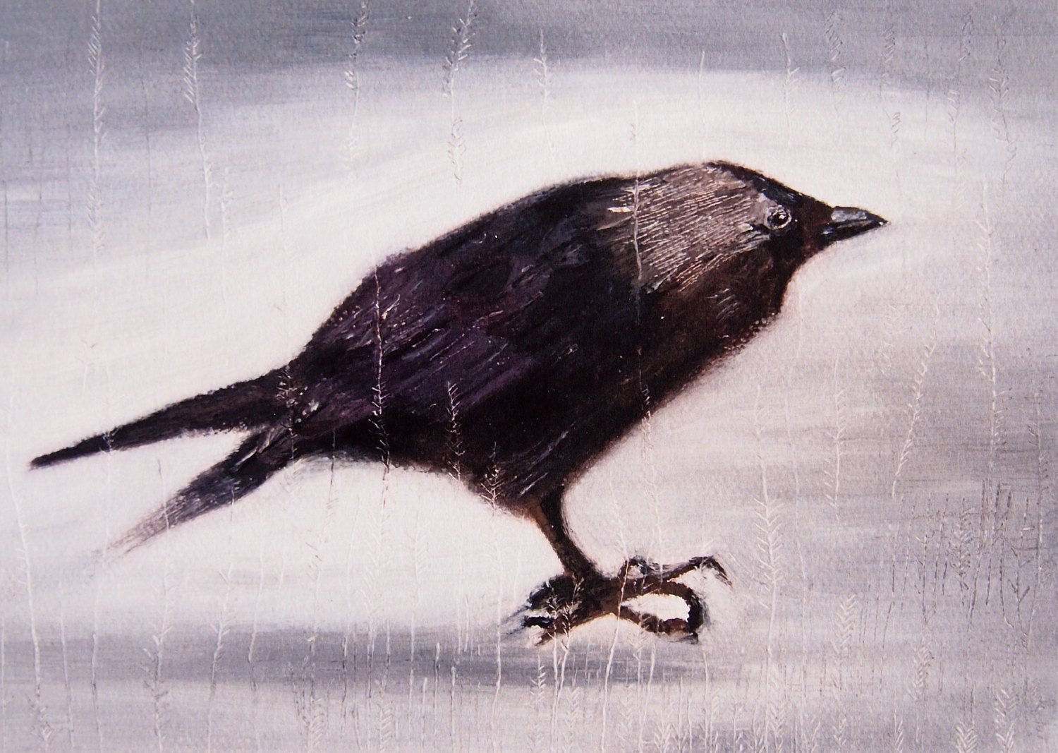 Jackdaw Bird Giclee Print