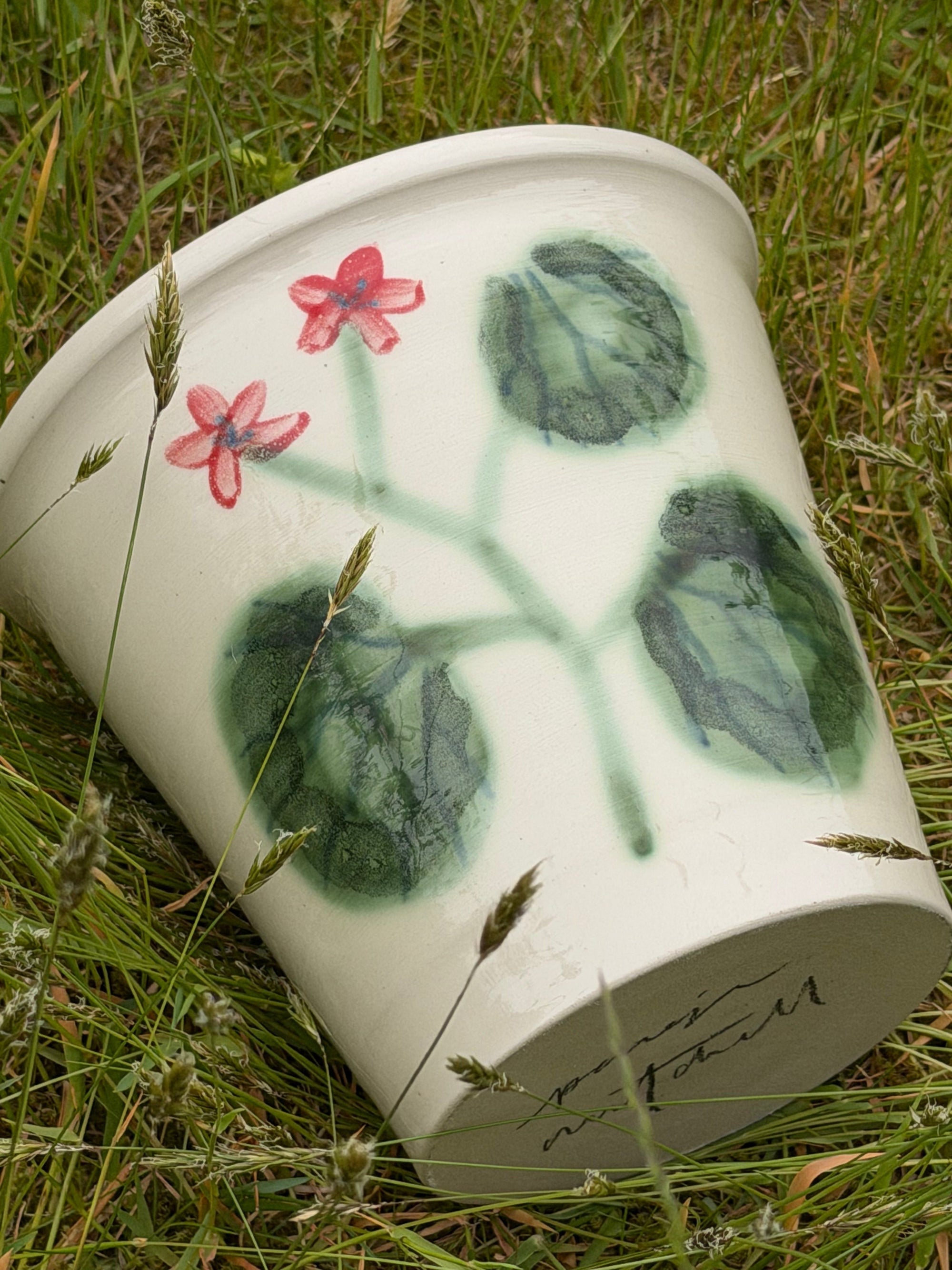 Pelargonium Large Pot - #15