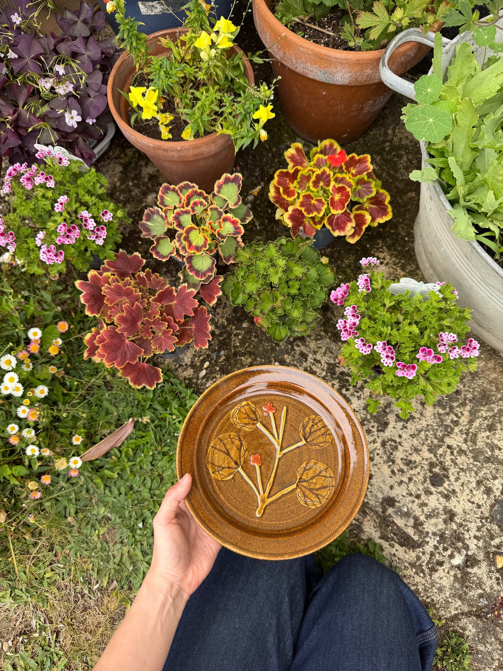 Pelargonium Dinner Plate - #16