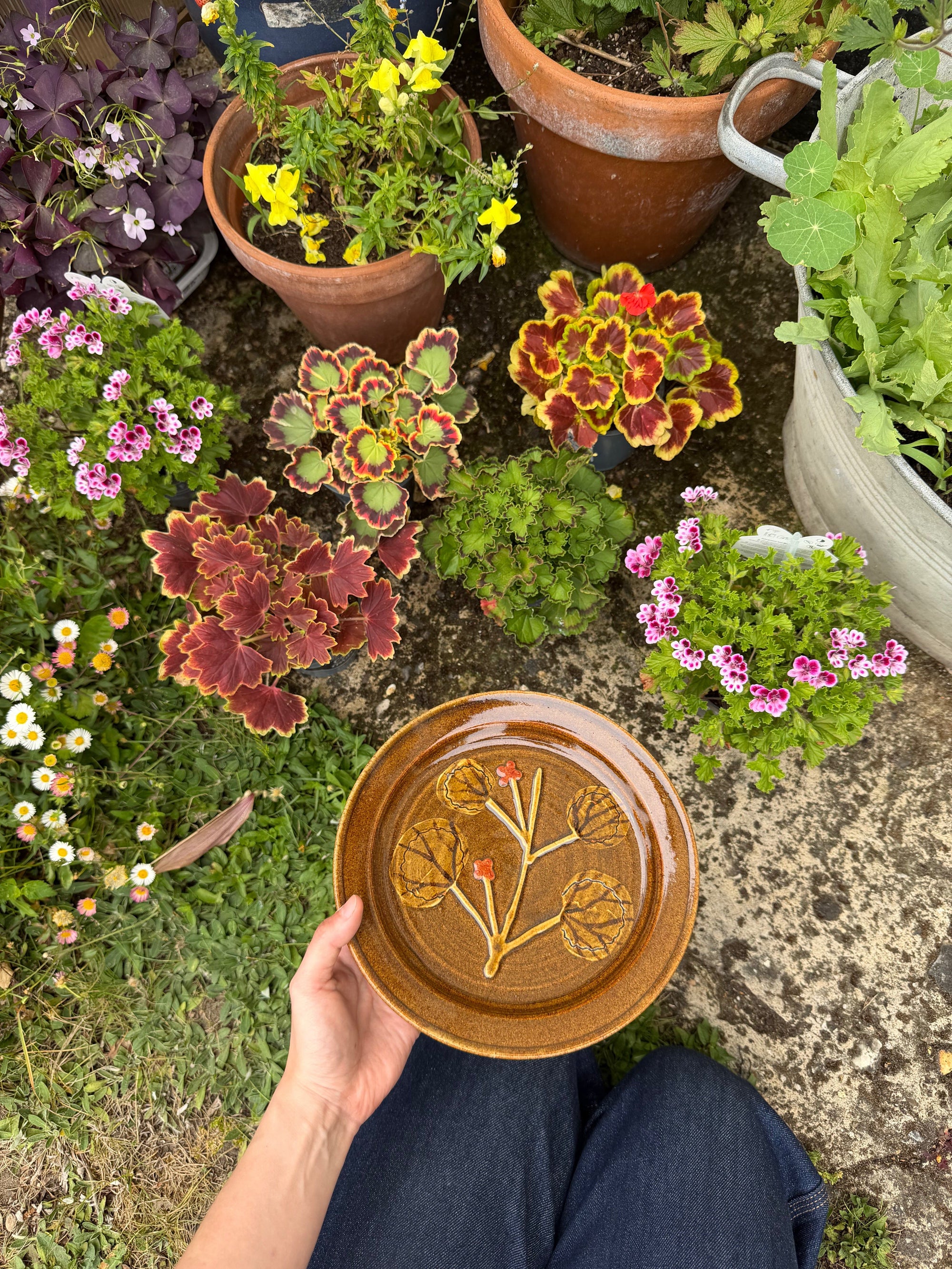 Pelargonium Dinner Plate - #16