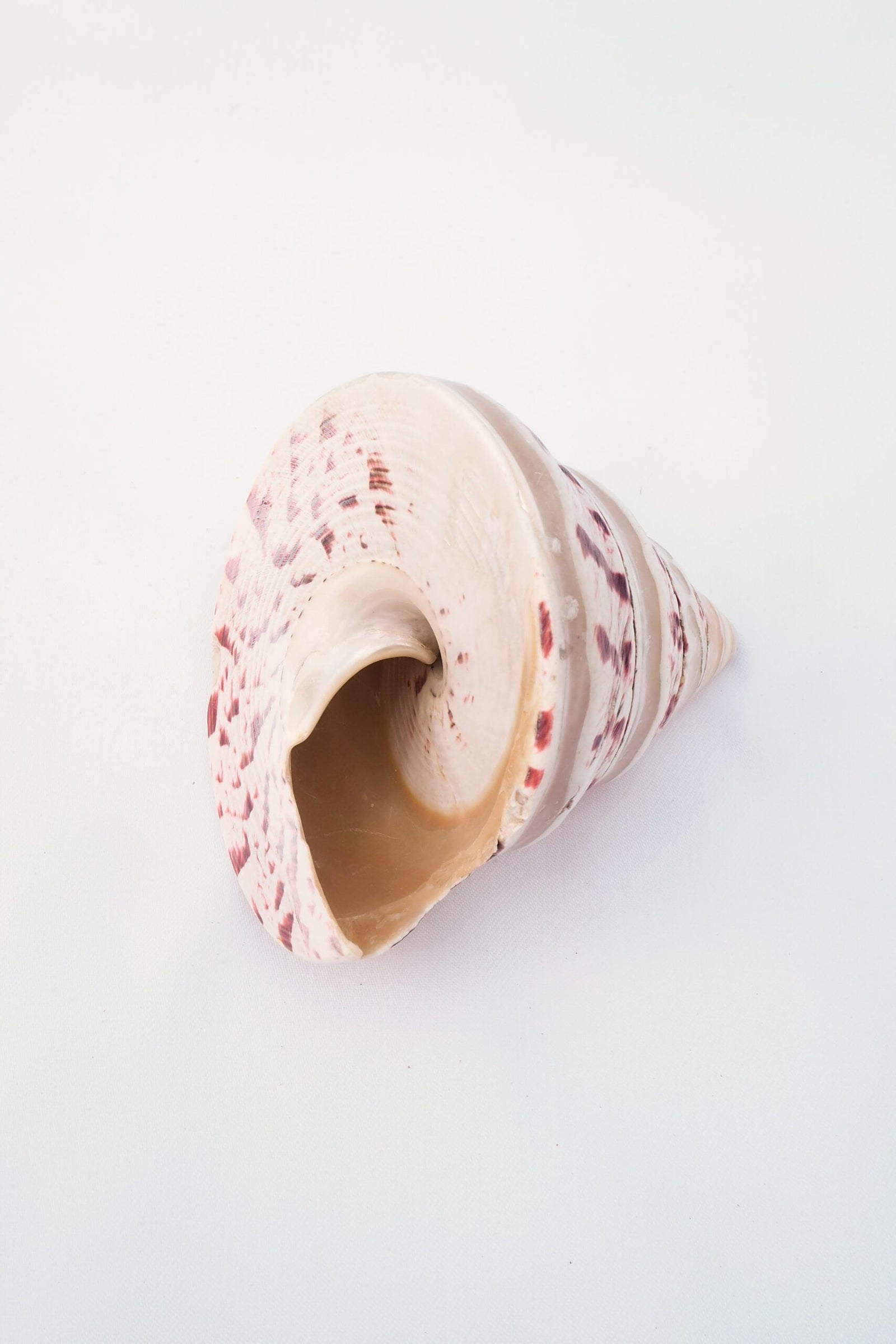 Large Vintage Shell
