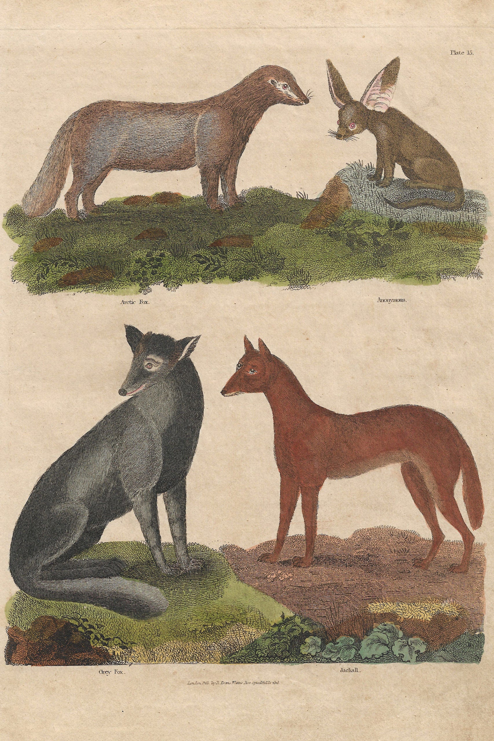 Buffon No.15 Glacier Framed Print