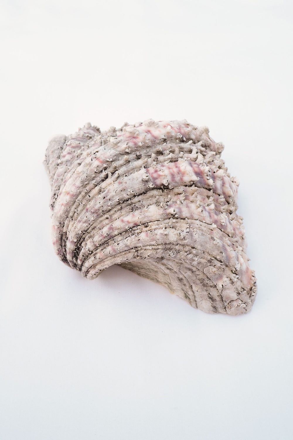 Extra Large Vintage Shell