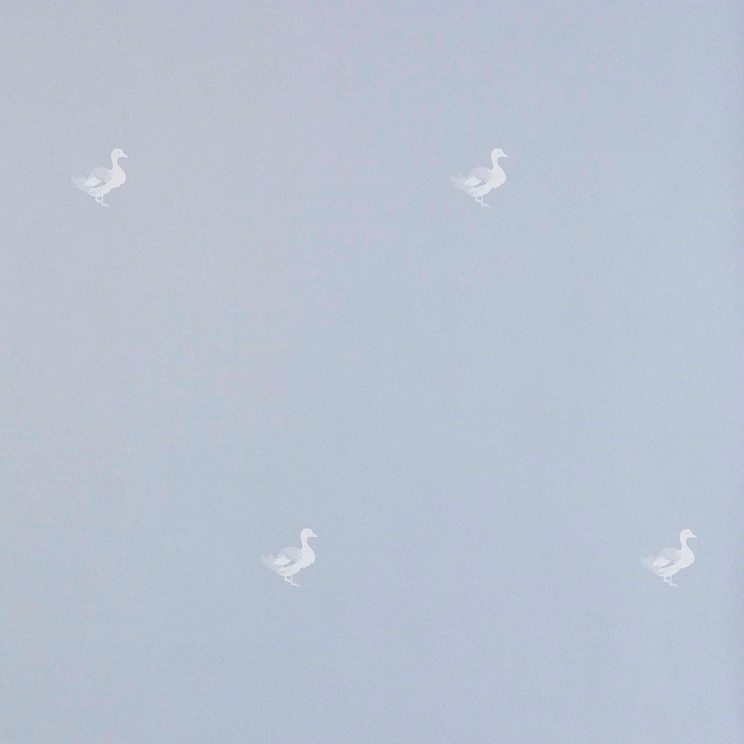 Ducks In A Row Wallpaper – BLUEBIRD