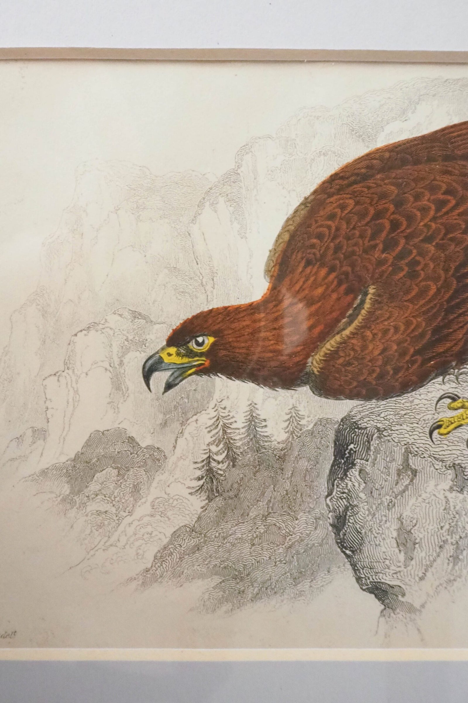 Framed Antique Eagle Print
