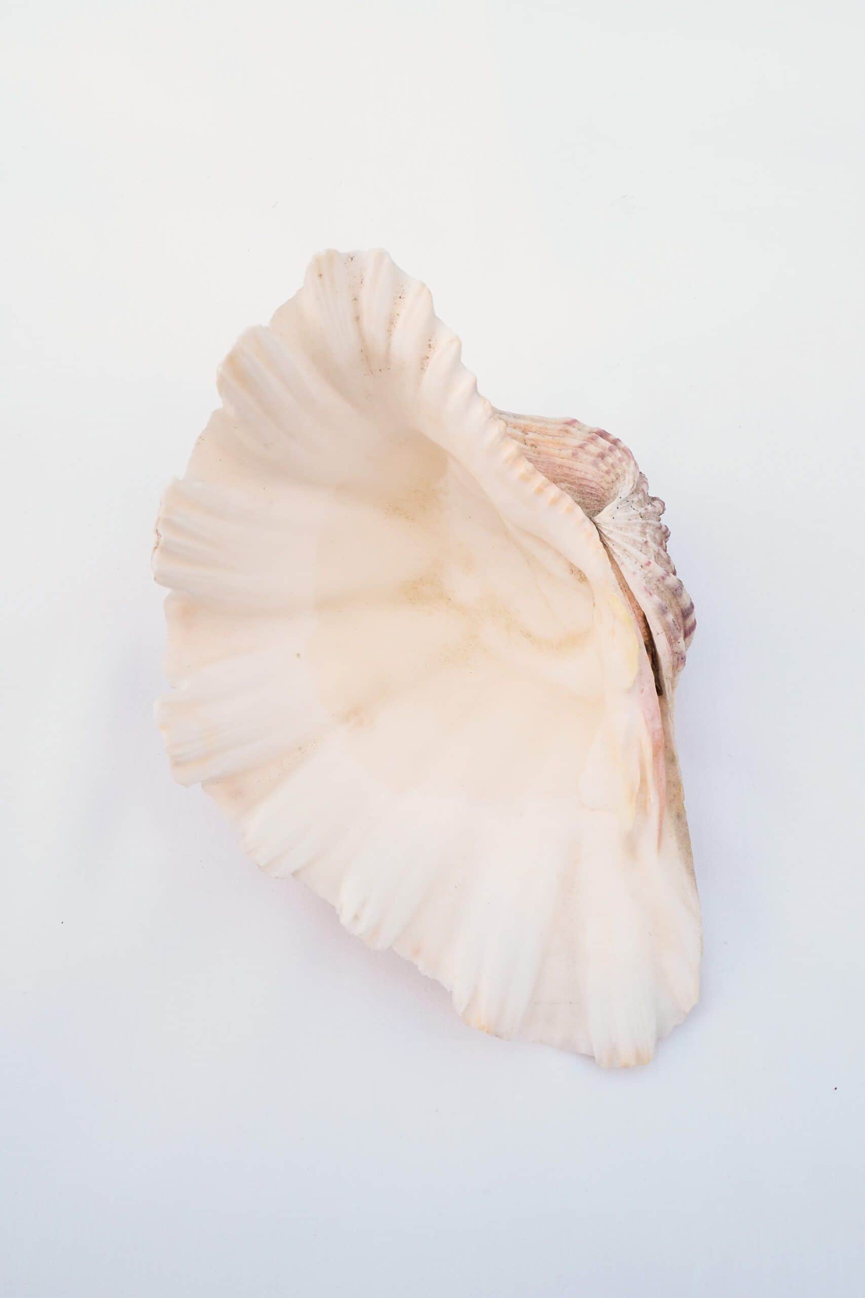 Extra Large Vintage Shell