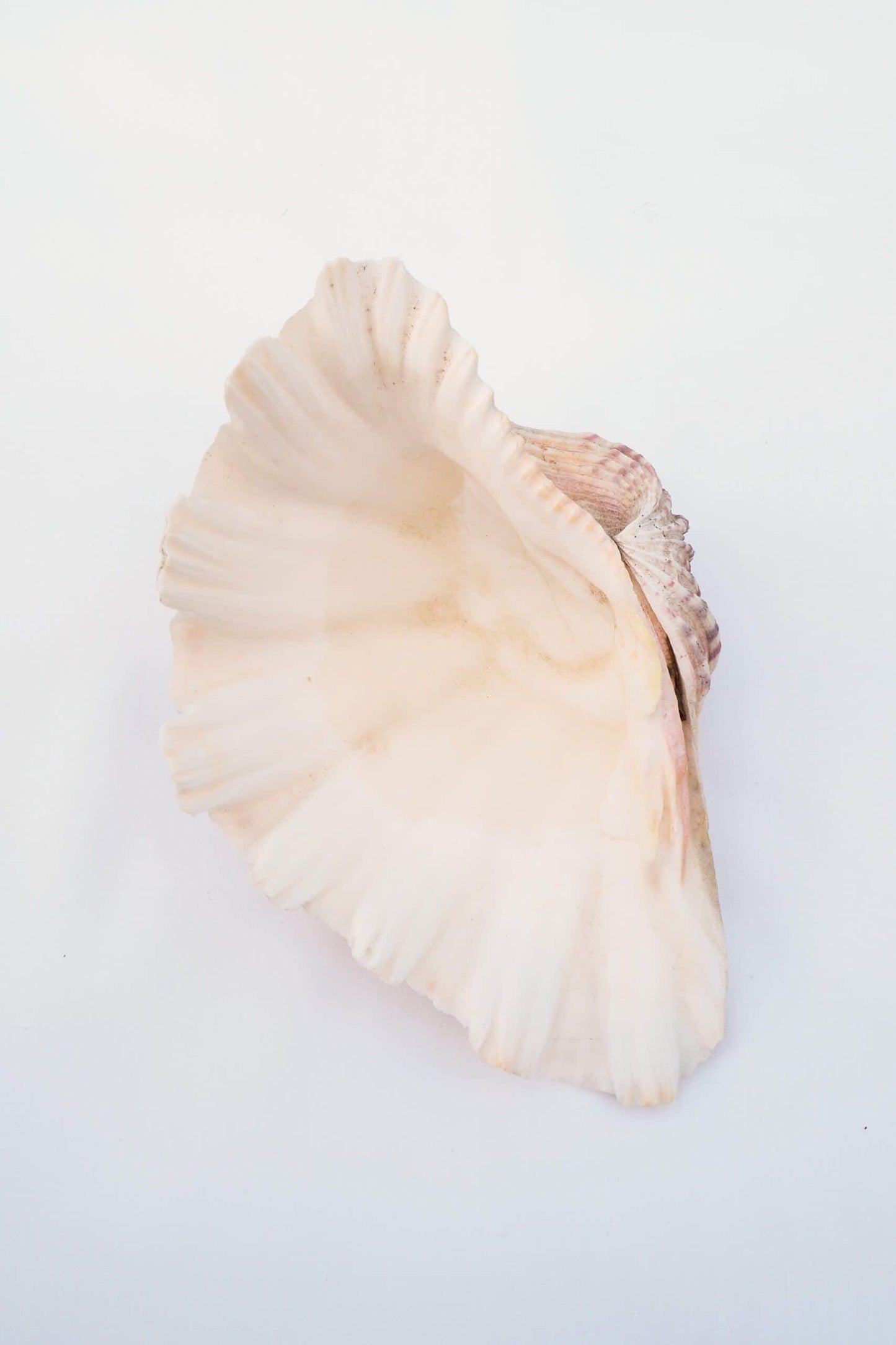 Extra Large Vintage Shell