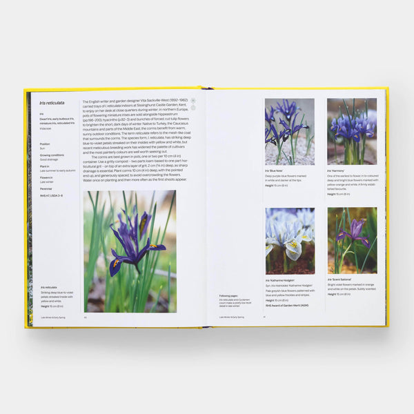 A Year in Bloom: Flowering Bulbs for Every Season