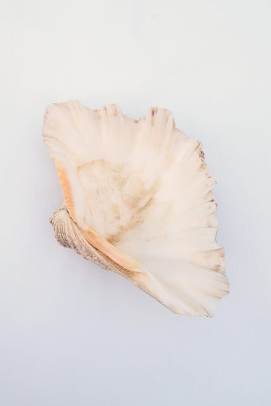 Extra Large Vintage Shell