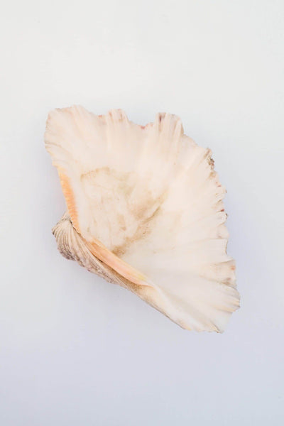 Extra Large Vintage Shell