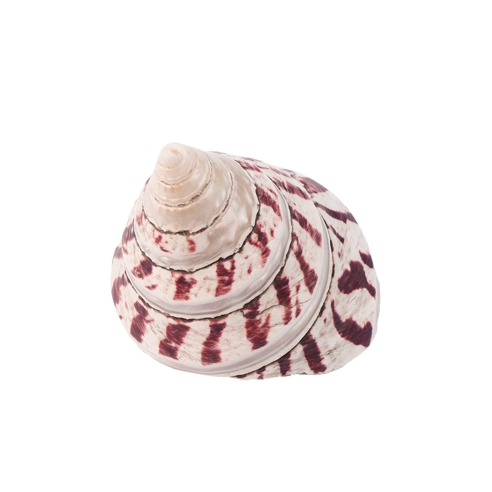 Large Vintage Shell