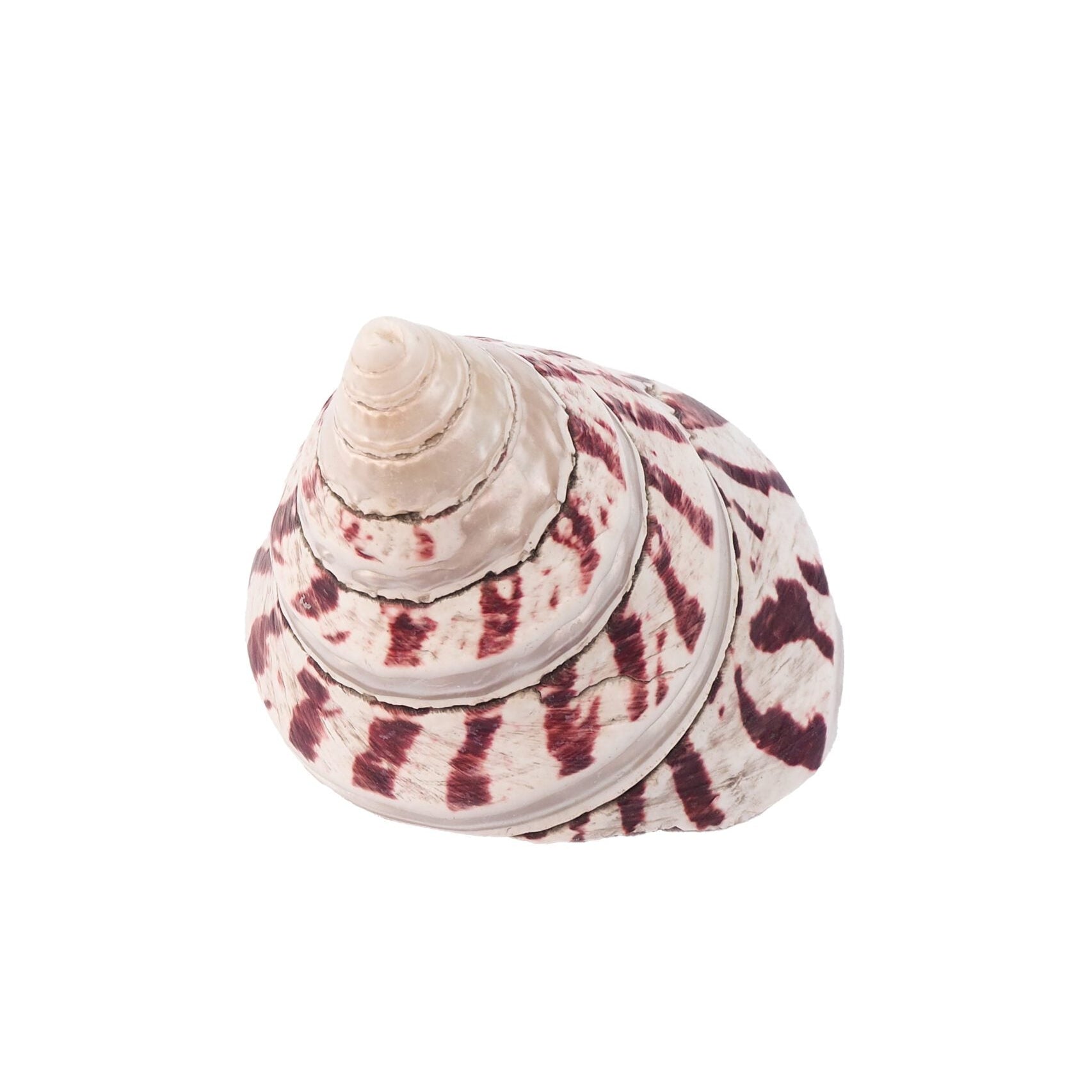 Large Vintage Shell