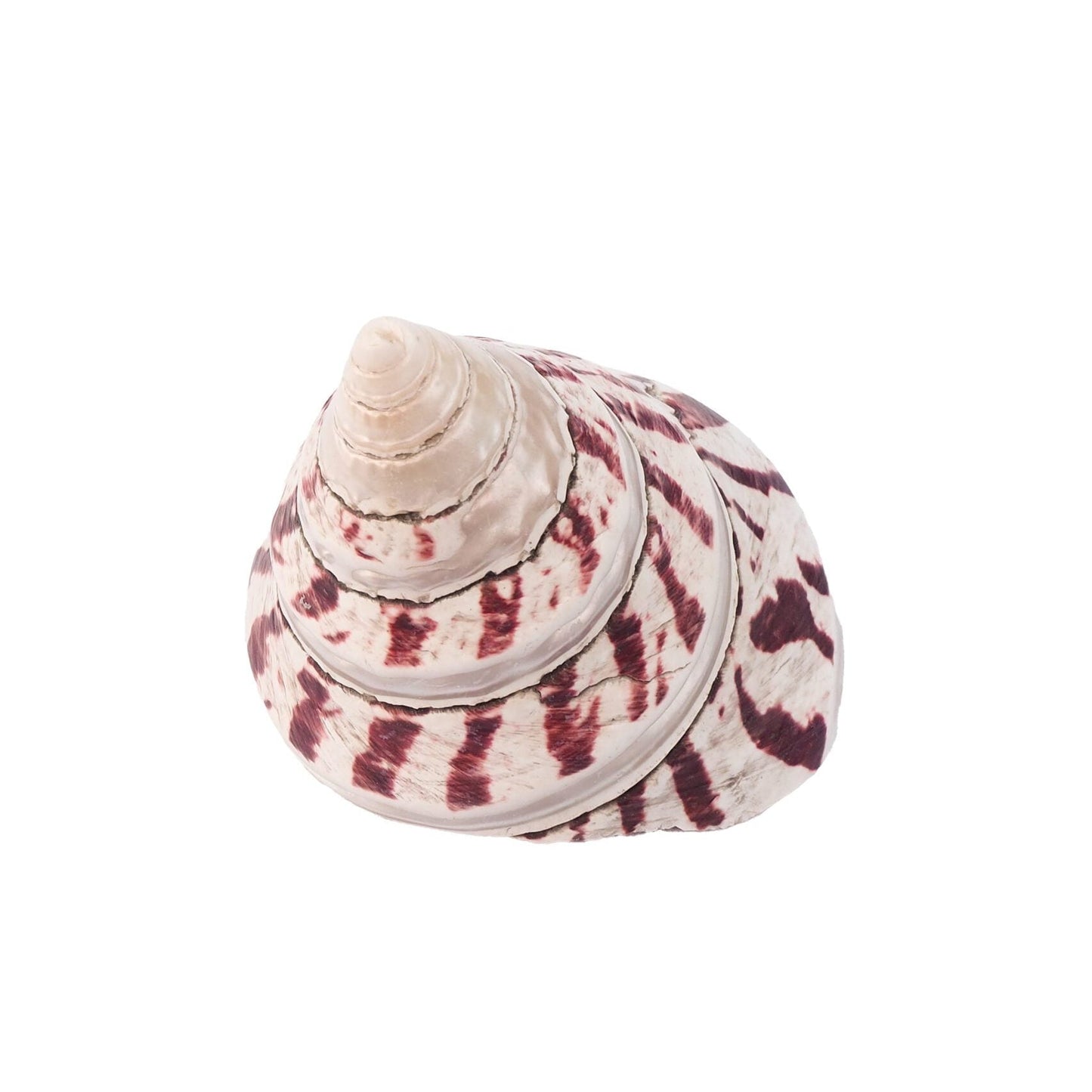 Large Vintage Shell