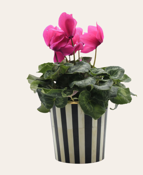 Round Inlay Planter | Medium |  Black | Striped