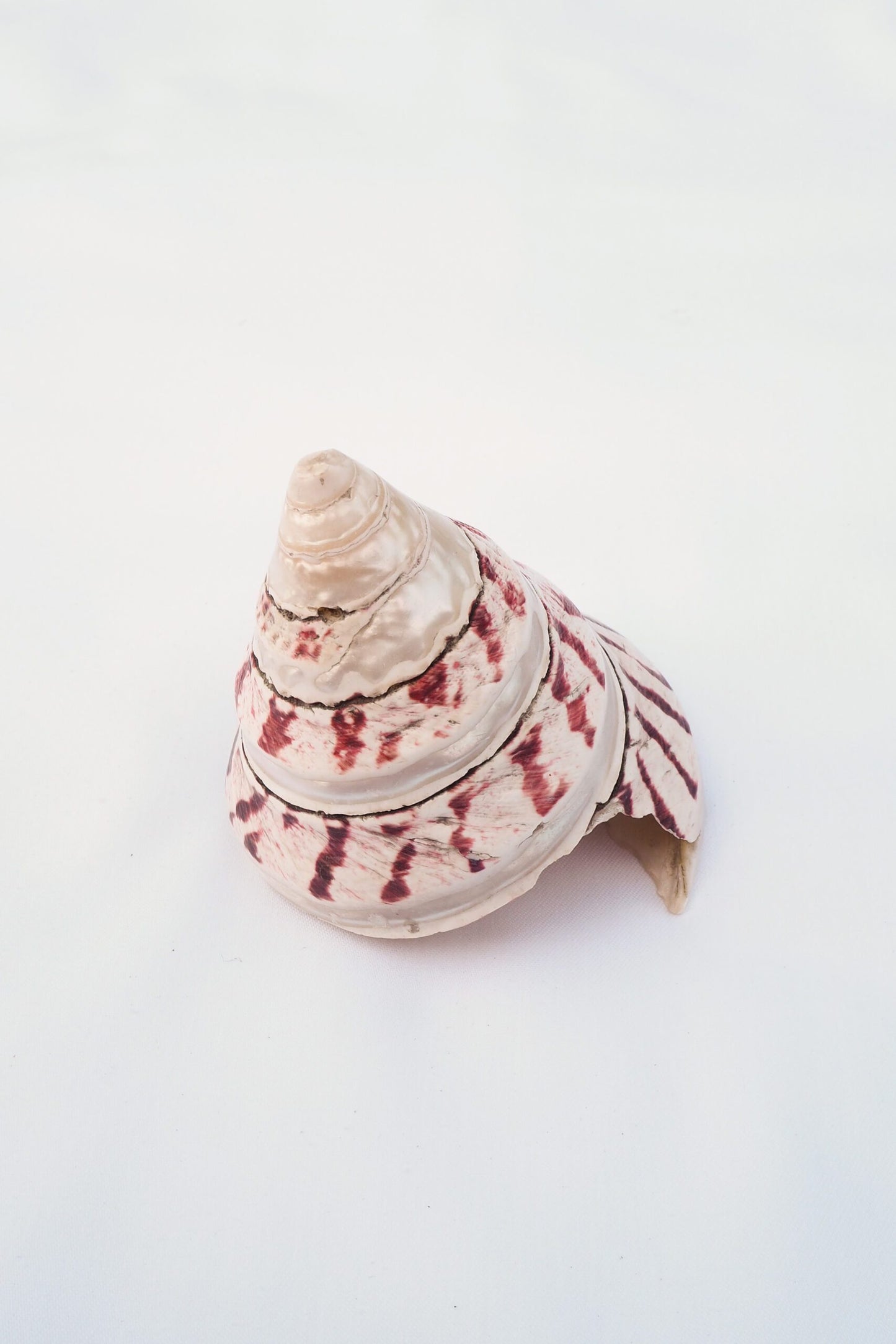 Large Vintage Shell