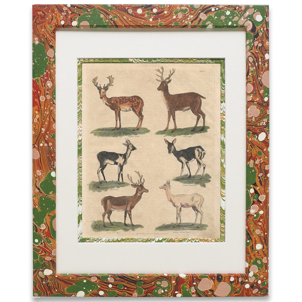 Buffon No.7 Igneus Print