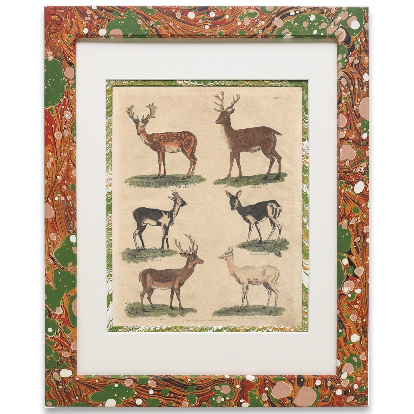 Buffon No.7 Igneus Print