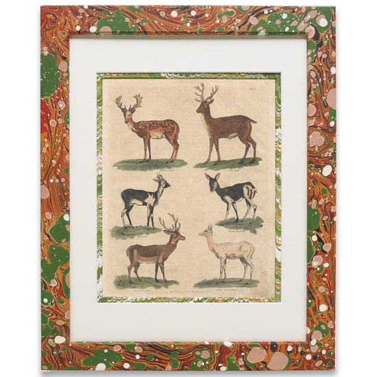 Buffon No.7 Igneus Print