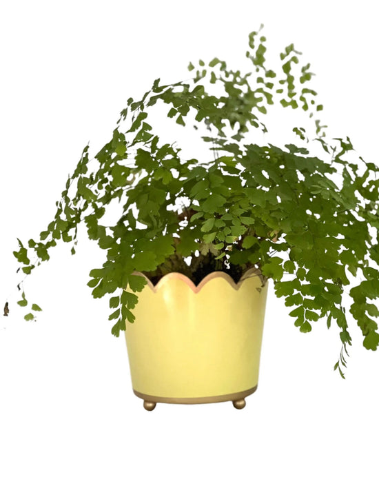 Scalloped Planter | Small | Soft Yellow