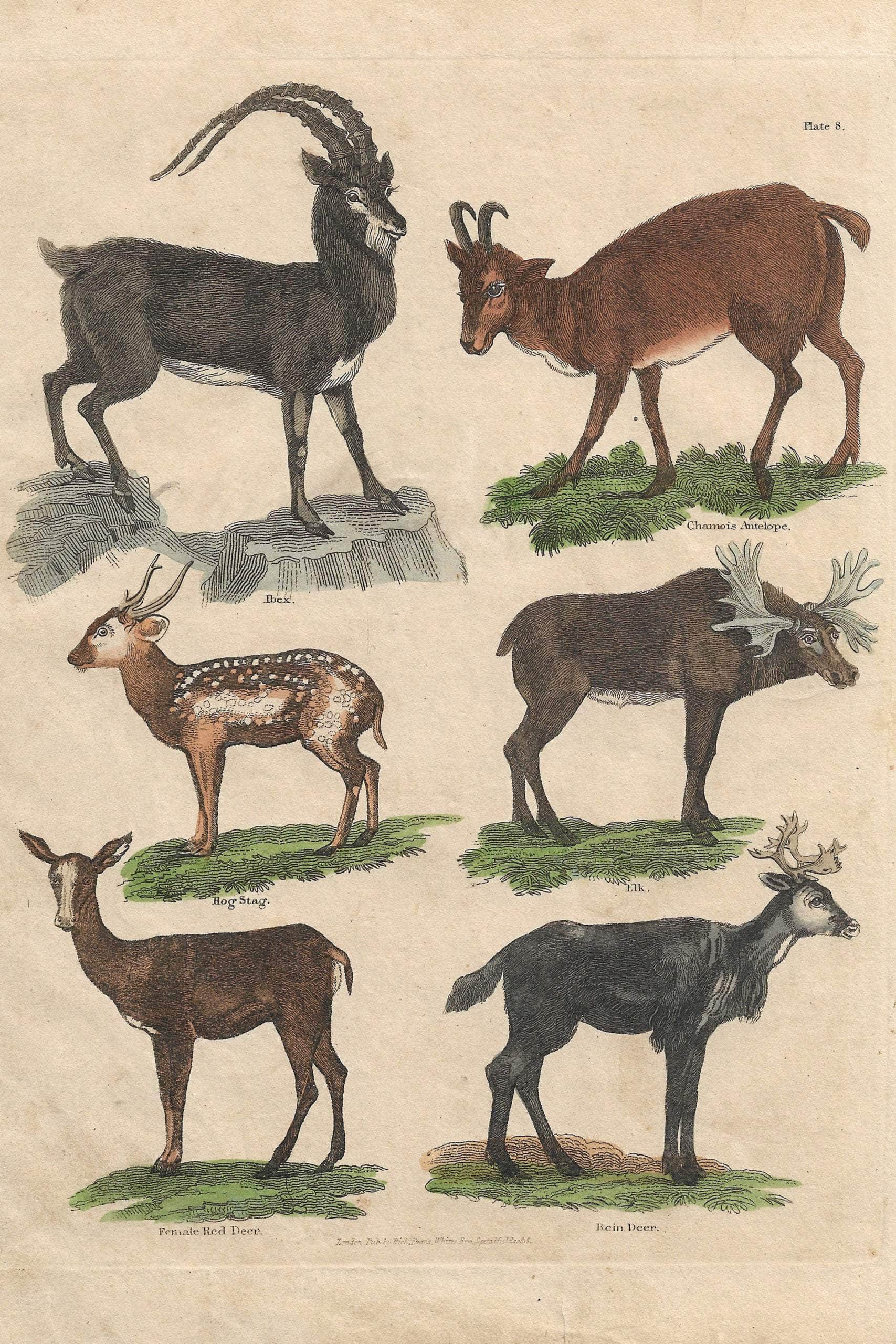 Buffon No.8 Igneus Framed Print