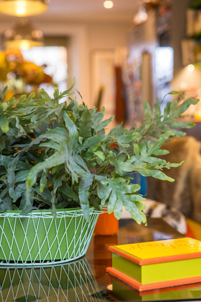 Wire Basket Planter | Apple Green & Turquoise