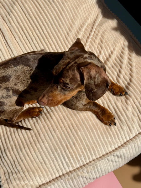 Canela Bed - Beige