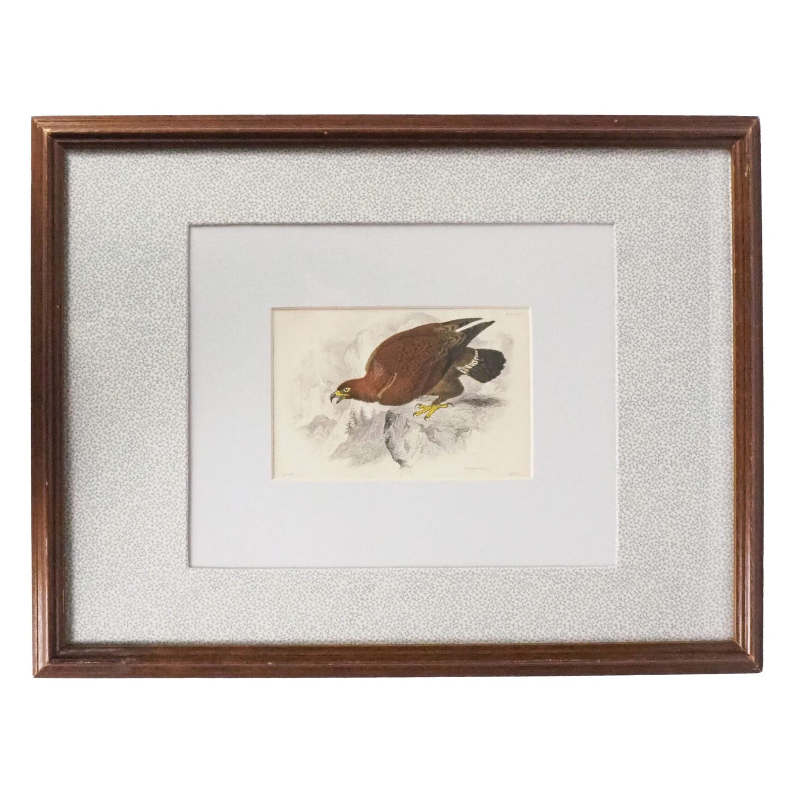 Framed Antique Eagle Print