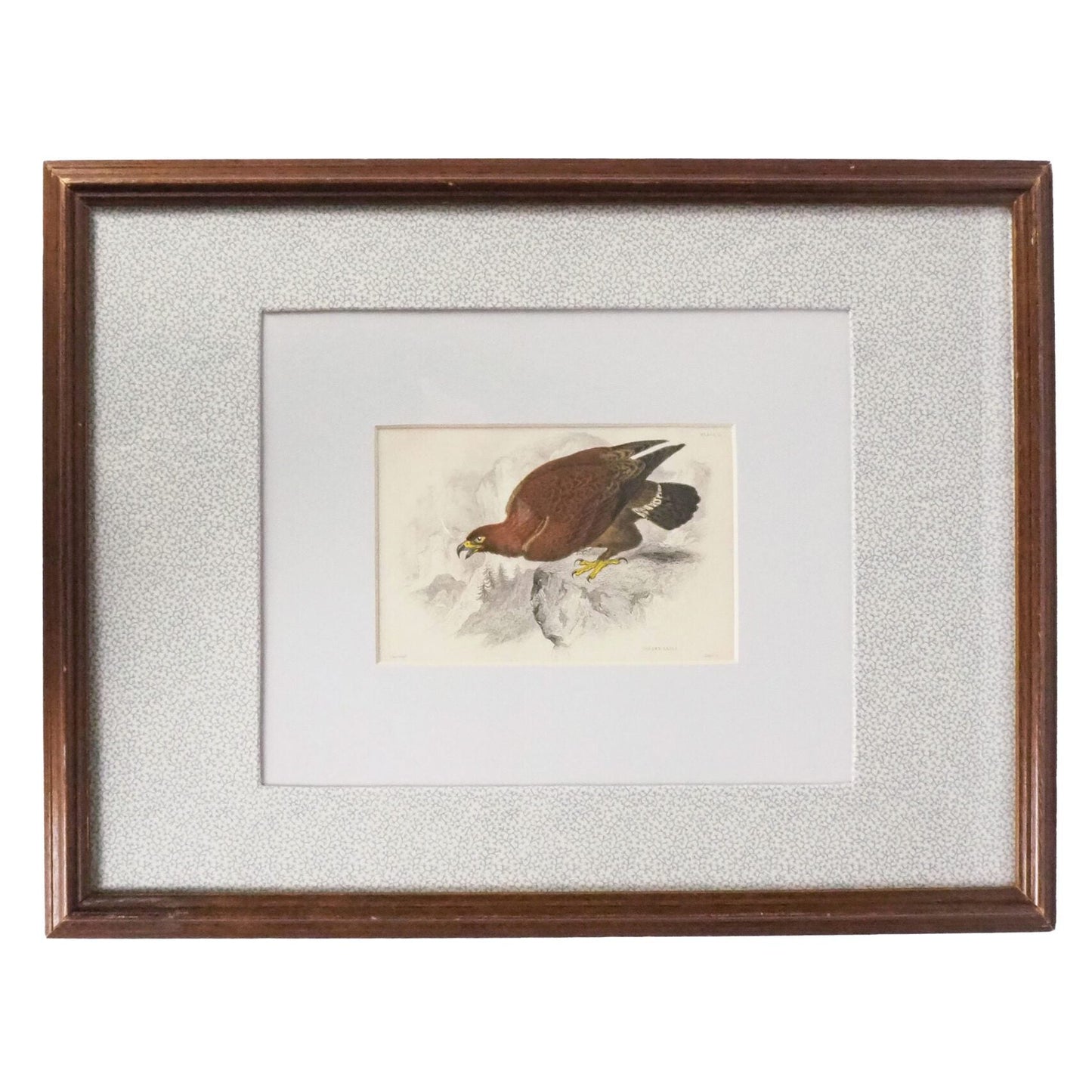 Framed Antique Eagle Print