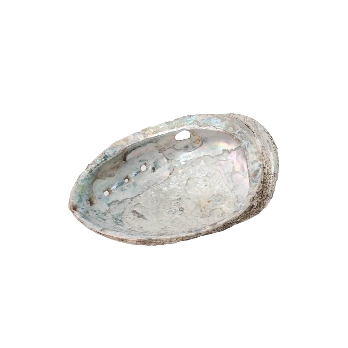 Extra Large Vintage Shell
