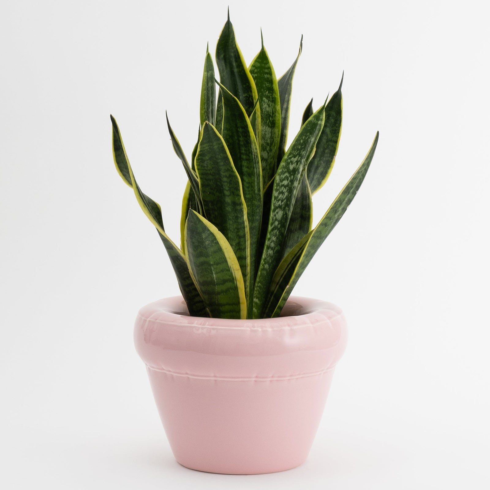 Planter 'PIERRE' Bubblegum Gloss