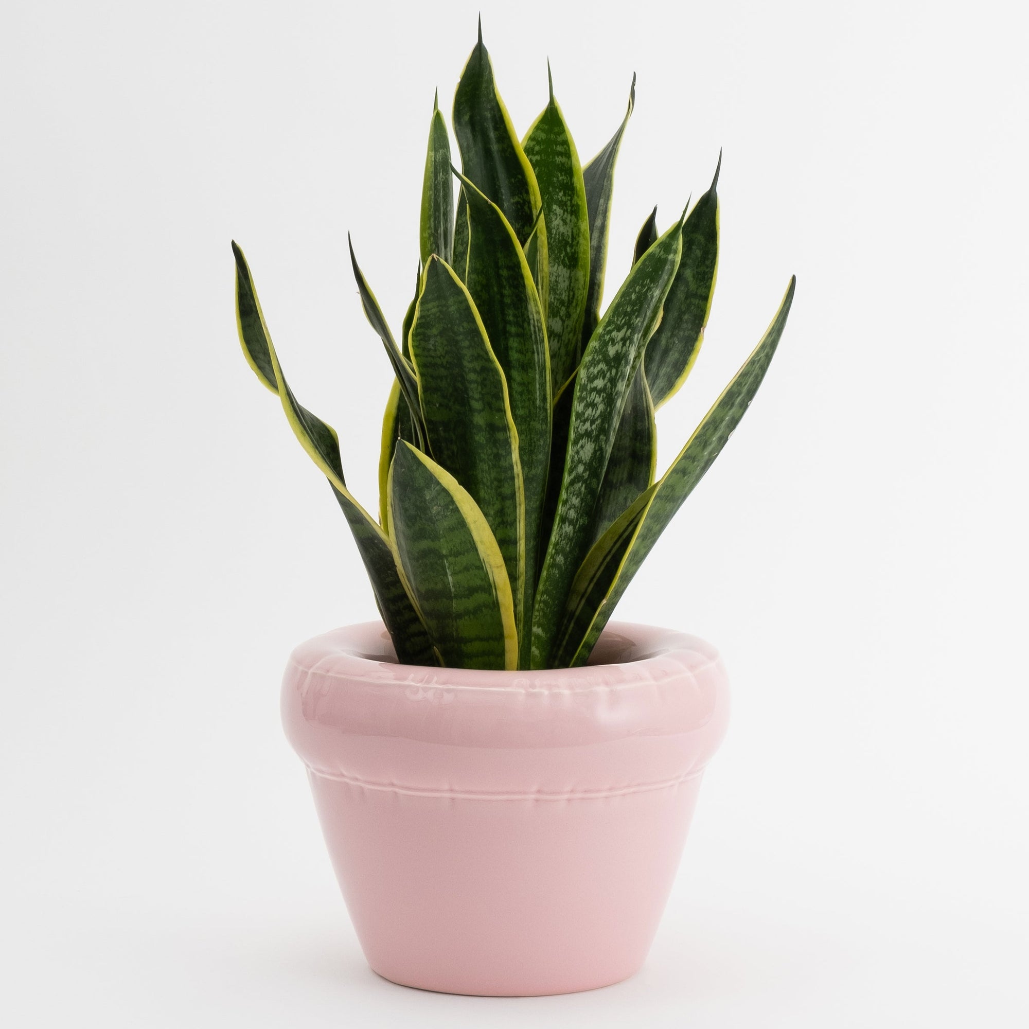 Planter 'PIERRE' Bubblegum Gloss