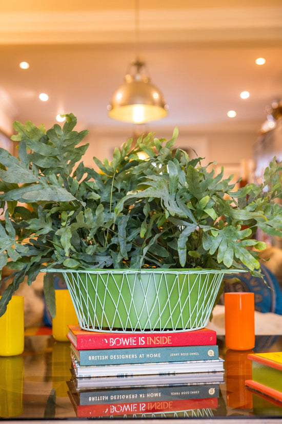 Wire Basket Planter | Apple Green & Turquoise