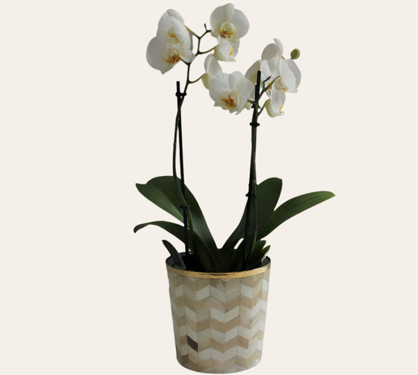 Round Inlay Planter | Medium | Beige | Chevron